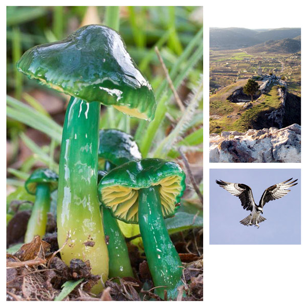 Imagen Flora y Fauna